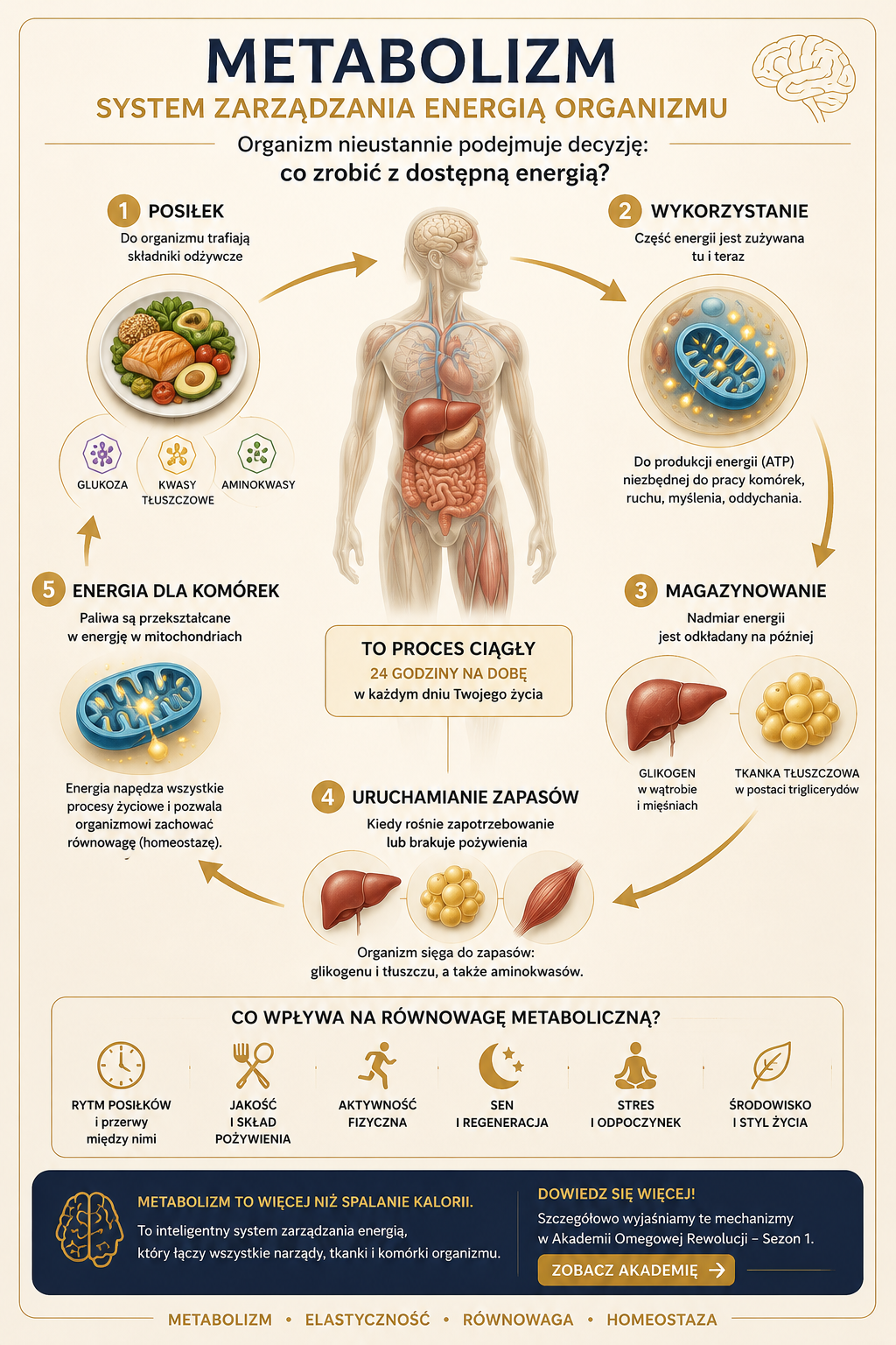 Metabolizm – co naprawdę oznacza?